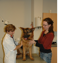 Dierenarts controle