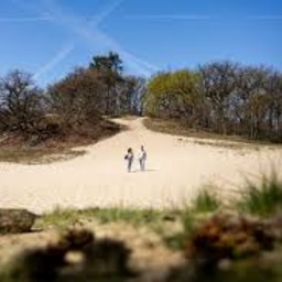 Loonse en Drunense Duinen