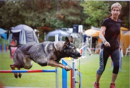 Filou de Lupis Fidis 